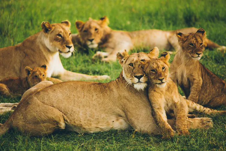 Groupe de lionnes avec leurs petits.