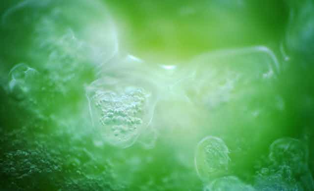 a green abstract representation of cells in liquid