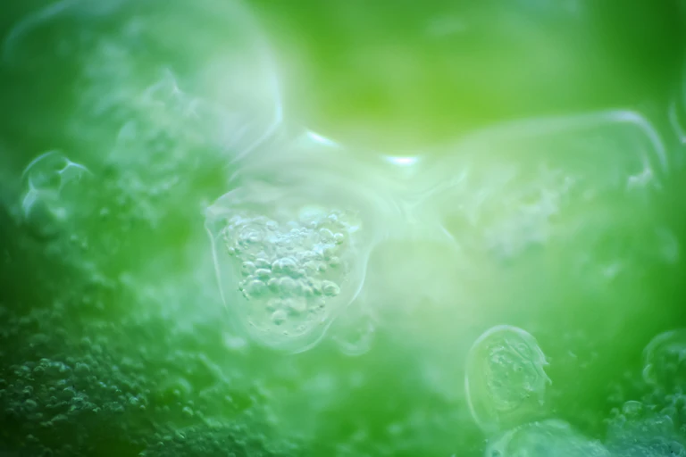 a green abstract representation of cells in liquid