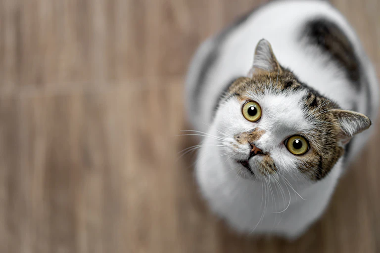 Surprised cat looking at the camera