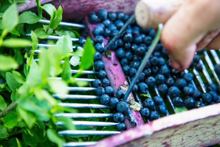 Closeup of blueberry hand picker.