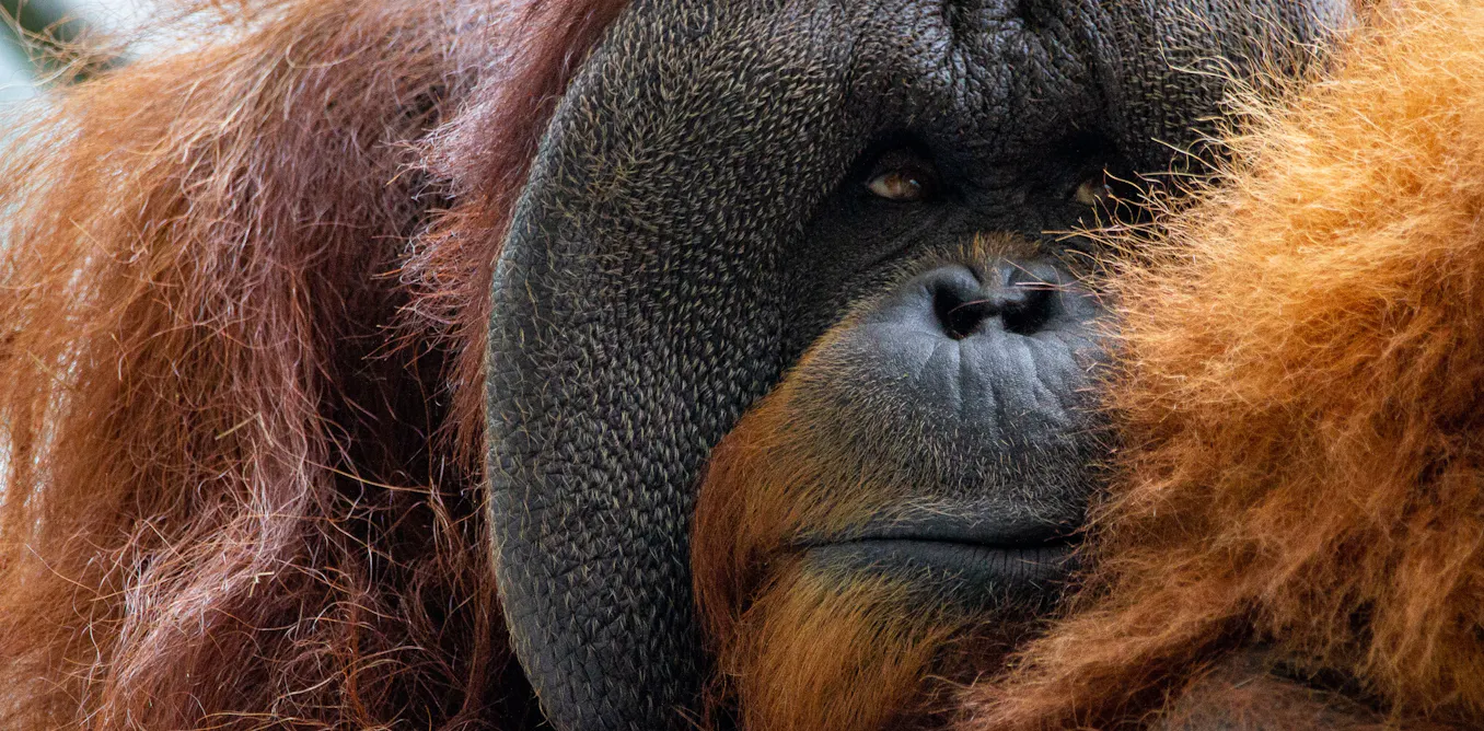 Qu’est-ce qui sépare vraiment l’humain de l’animal ? Une histoire de la classification zoologique Qu’est-ce qui sépare vraiment l’humain de l’animal ? Une histoire de la classification zoologique