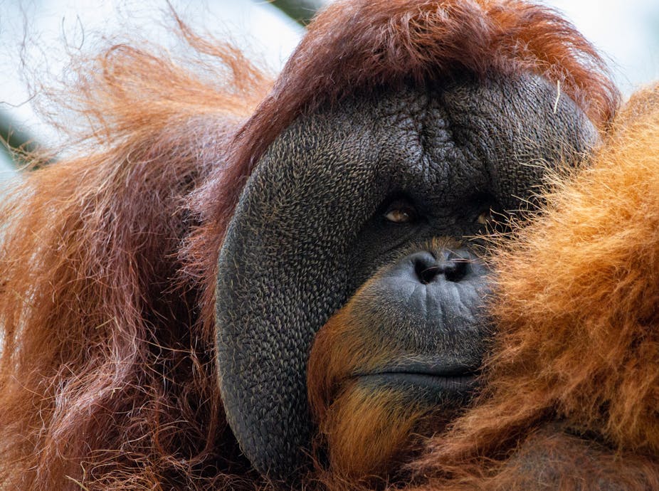 Un orang-outan en gros plan.