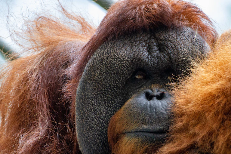 Un orang-outan en gros plan.