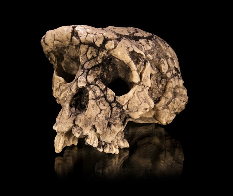 Moulage du crâne holotype de Sahelanthropus tchadensis, surnommé Toumaï.