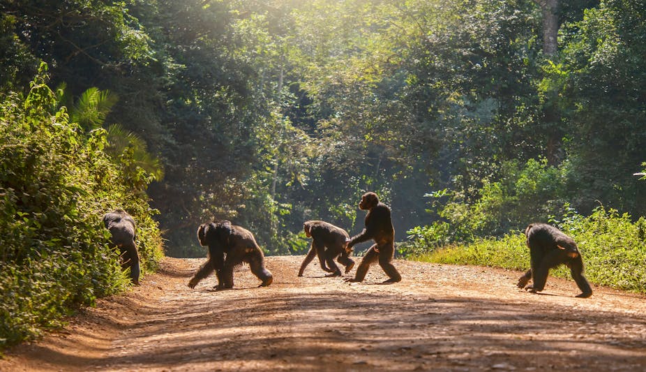 Groupe de chimpanzés traversant une piste en terre.