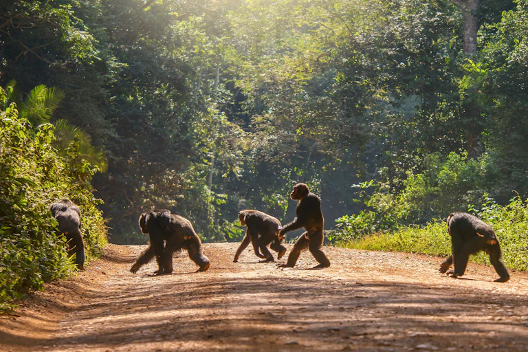 Groupe de chimpanzés traversant une piste en terre.