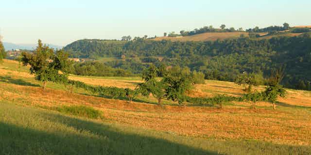 Remnants of a mixed ‘alberata’ vineyard in Marche (Italy).