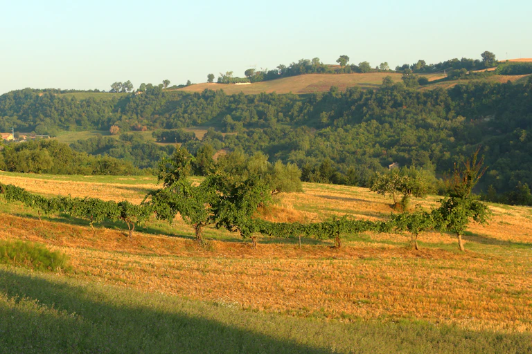 Remnants of a mixed ‘alberata’ vineyard in Marche (Italy).