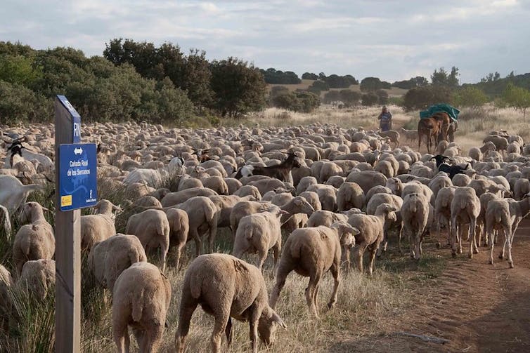Rebaño de ovejas caminan por el campo.