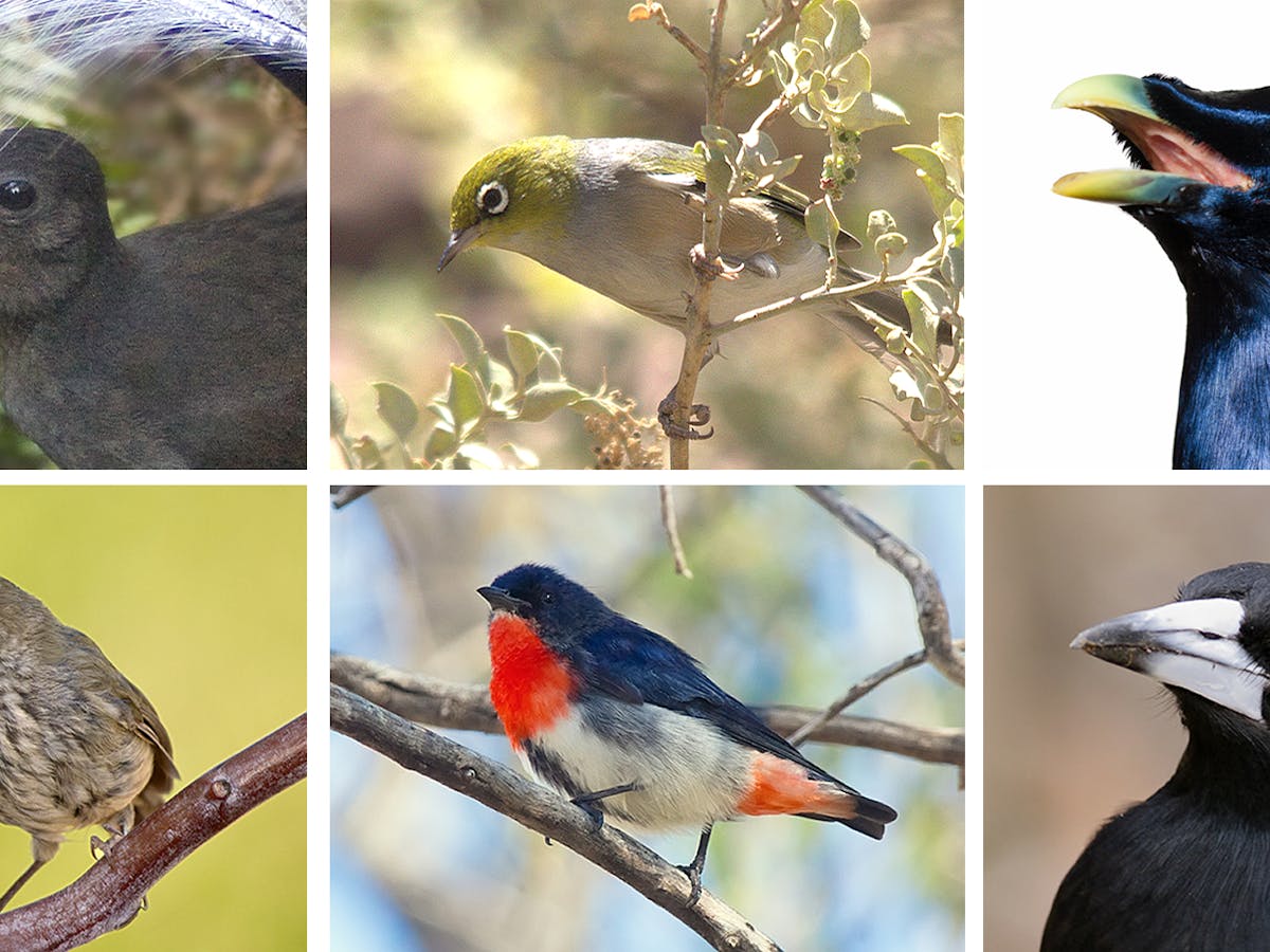 The Mimics Among Us Birds Pirate Songs For Personal Profit