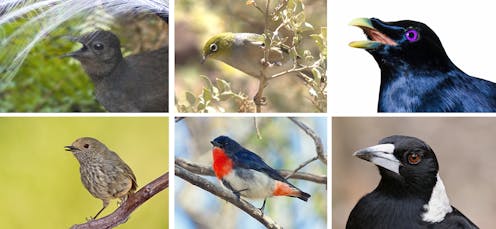 The Mimics Among Us Birds Pirate Songs For Personal Profit
