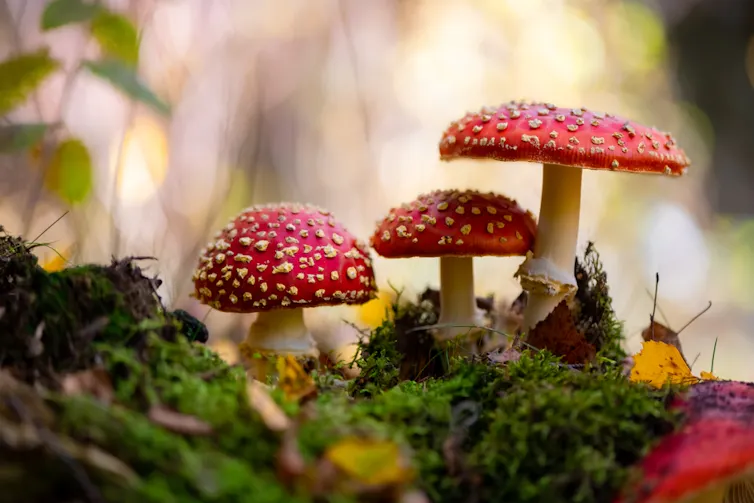 Amanita muscaria or