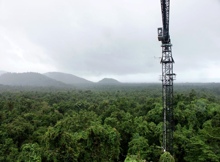 A canopy crane assists research into the far north Queensland rainforest. Australian forests contain more carbon per hectare than almost anywhere on Earth.