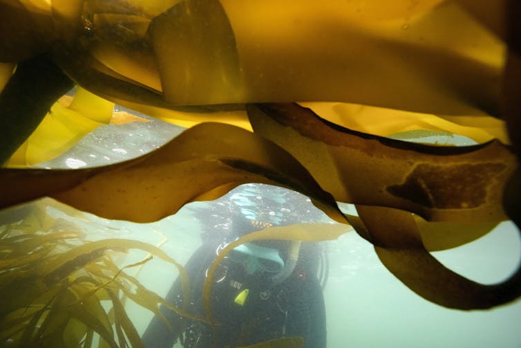 A diver studies a kelp forest off the coast of California. Kelp farms can be an effective way to draw down carbon dioxide.