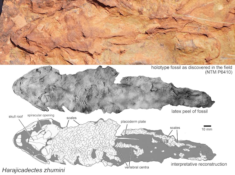 A sandstone image of a fish shape along with two graphics showing it in more detail