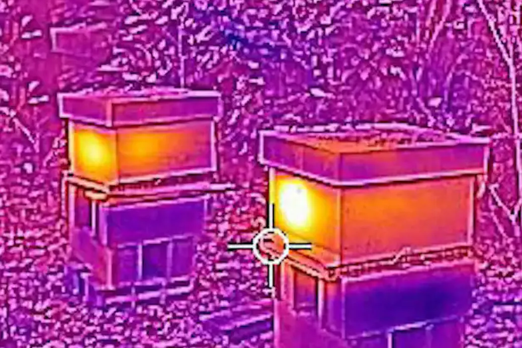 Comment les abeilles se tiennent chaud en hiver
