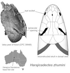 The skull of Harajicadectes seen from above, showing the enormous spiracles. Author provided