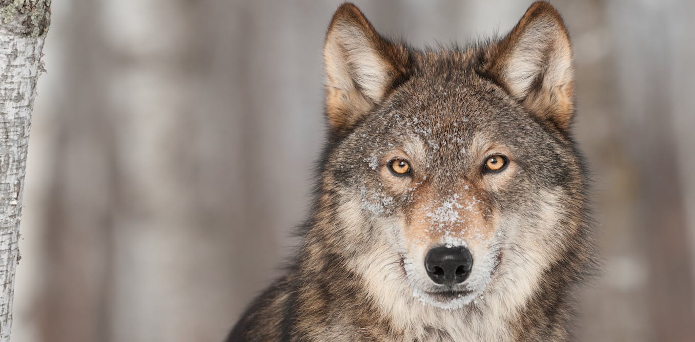 After an 80-year absence, gray wolves have returned to Colorado − here’s how the reintroduction of this apex predator will affect prey and plants