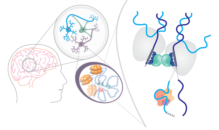 Diagram magnifying the nucleus of a neuron, showing spirals of DNA wound around bundles of protein