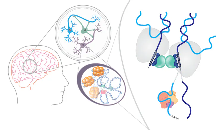 Alcohol and drugs rewire your brain by changing how your genes work - research is investigating how to counteract addiction's effects By Prof Karla Kaun Diagram magnifying the nucleus of a neuron, showing spirals of DNA wound around bundles of protein