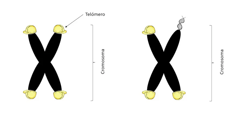 Telómeros: la razón por la que las infecciones nos hacen envejecer más ...