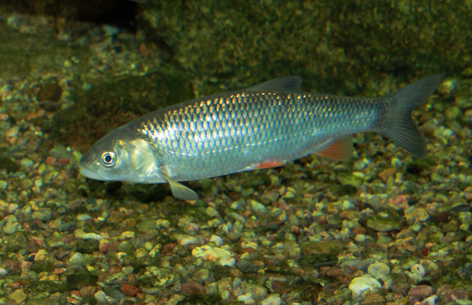 poisson dans l’eau