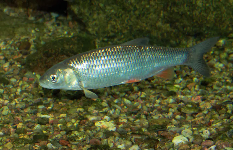 poisson dans l’eau