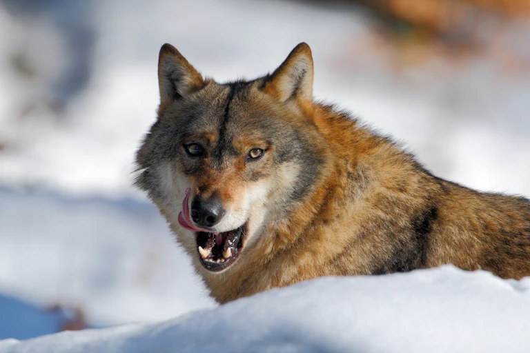 Wolf licks its lips, snowy background