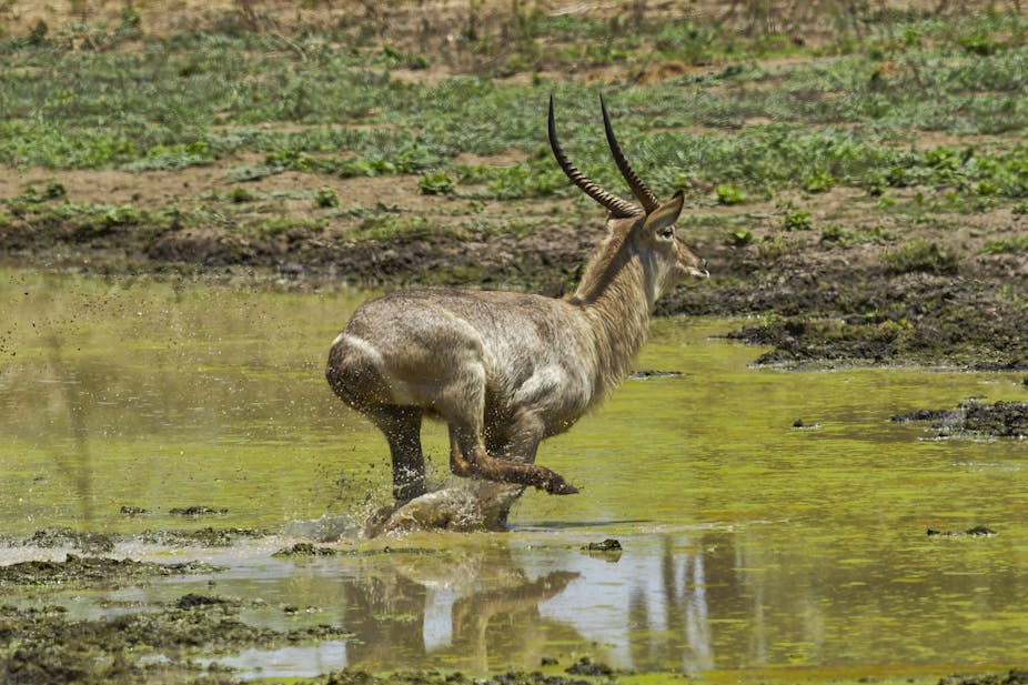 A horned antelope runs through a shallow pool of water.