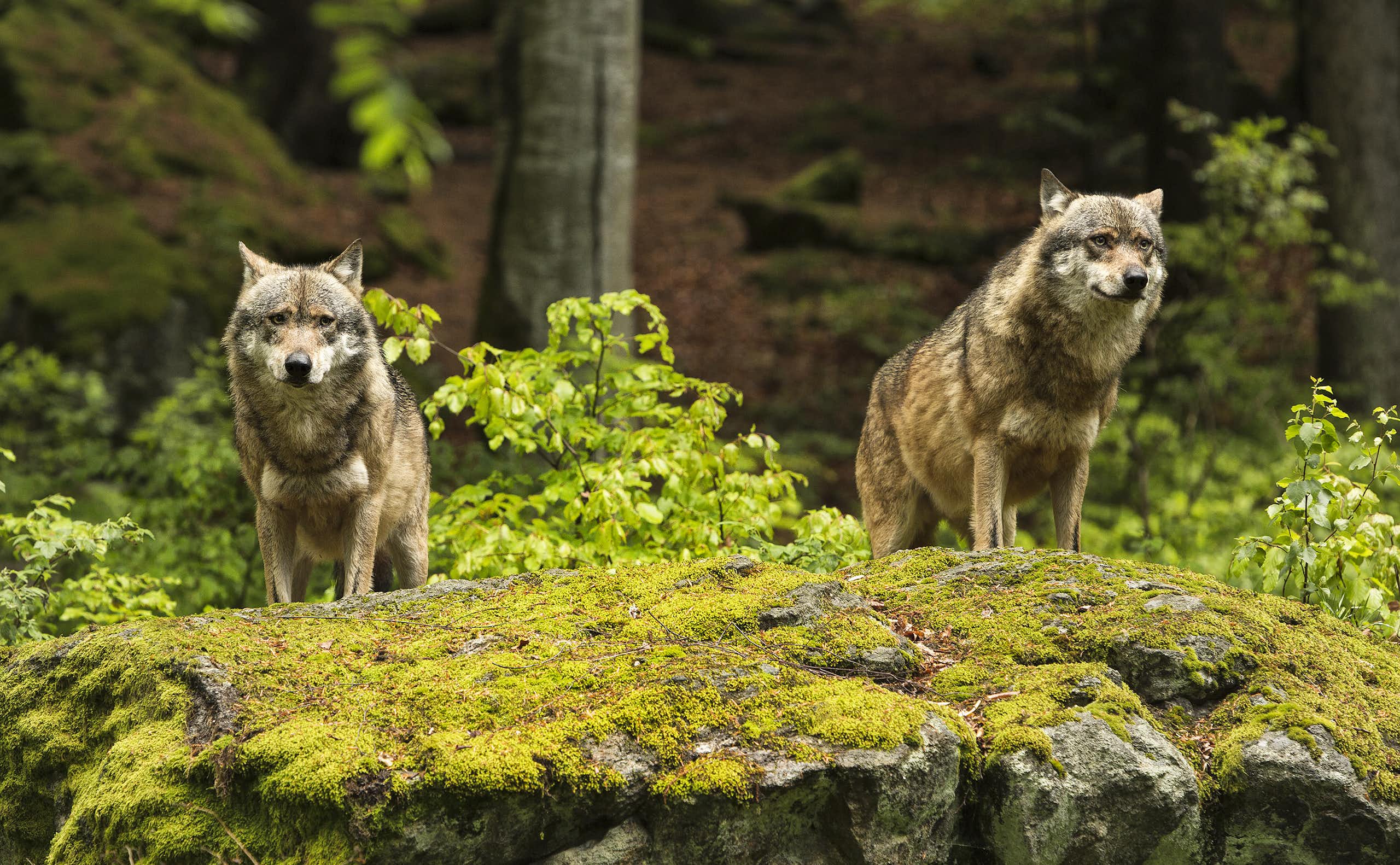 Two wolves on a grass-covered rock