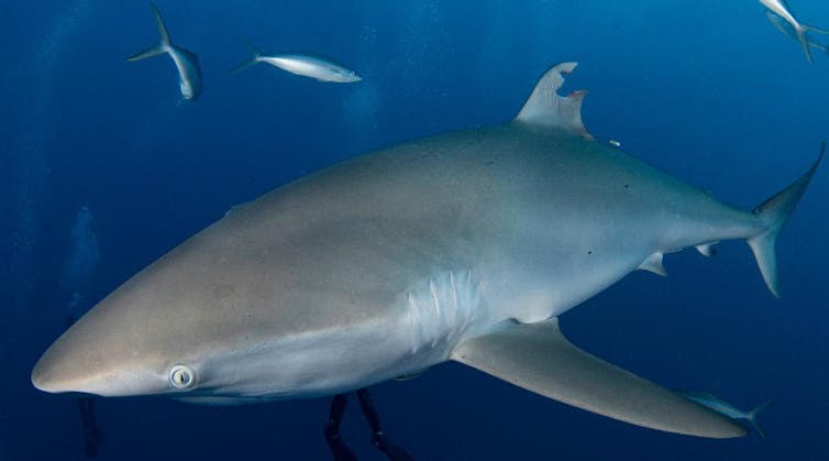 Silky shark swiming in water with its dorsal fin missing a chunk of tissue shaped like a satellite tag.