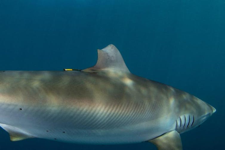 Silky shark swimming through water with an oddly shaped dorsal fin.