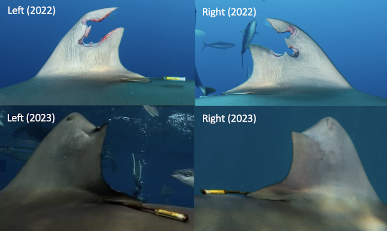 A collage of four photos – two are close ups of the dorsal fin freshly injured in 2022 and two are close ups of it healed in 2023. Much of it has grown back.