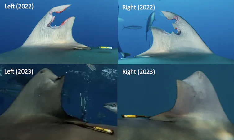 A collage of four photos – two are close ups of the dorsal fin freshly injured in 2022 and two are close ups of it healed in 2023. Much of it has grown back.