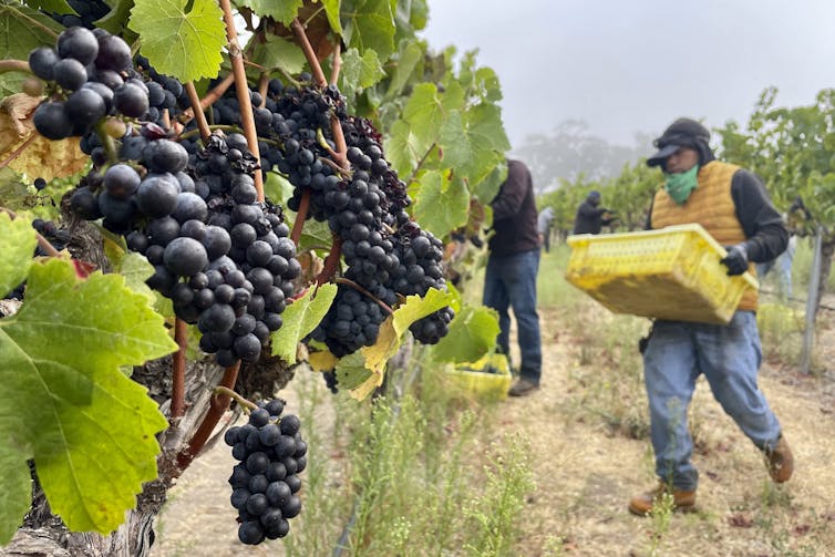 Workers pick grapes under a hazy sky.