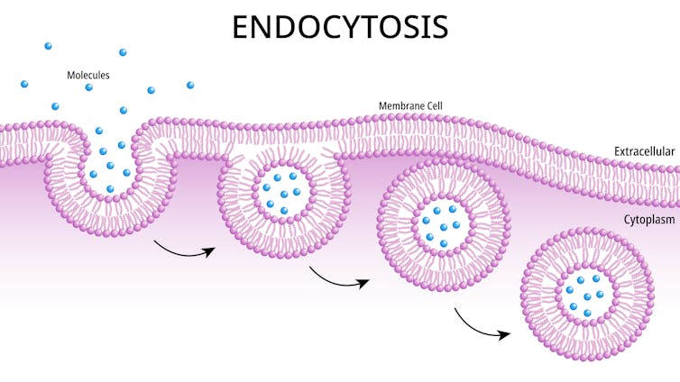 Diagram showing molecules entering a depression in the cell membrane which closes off to form a sac