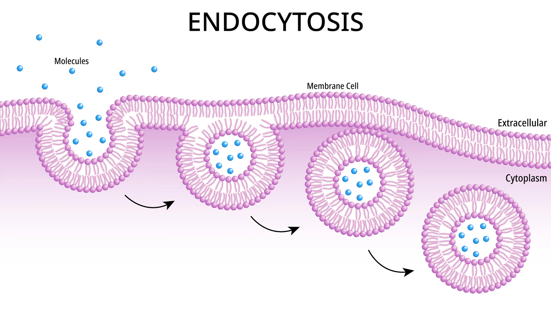 Diagram showing molecules entering a depression in the cell membrane which closes off to form a sac