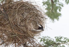 research articles on birds