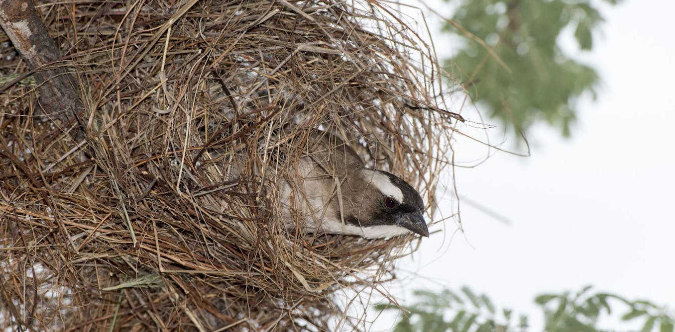 Kalahari weaver birds lay bigger eggs when they have female helpers to feed nestlings