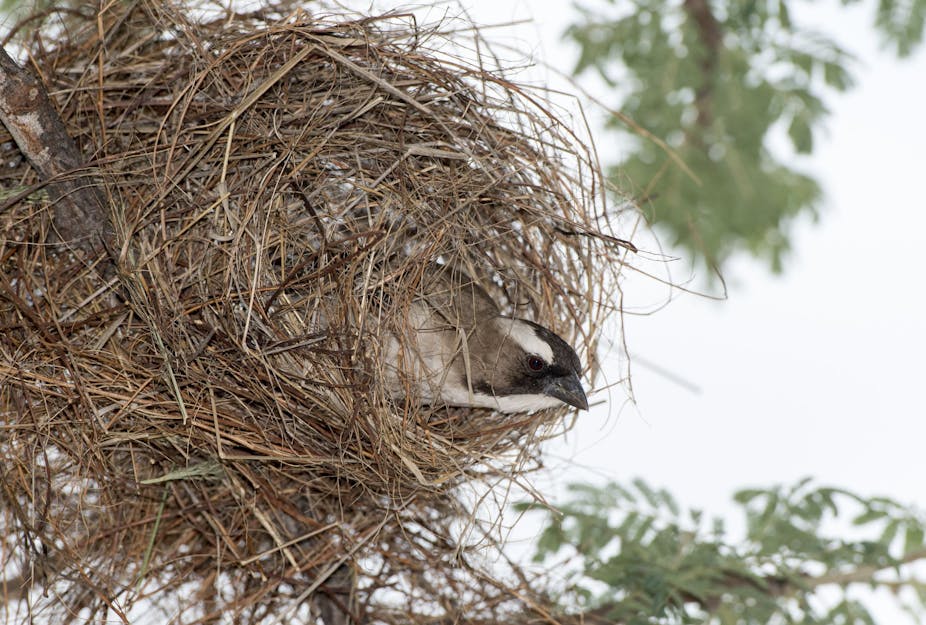 A small bird looks out from a nest