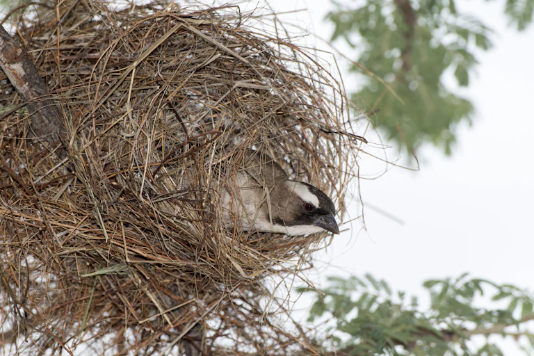 A small bird looks out from a nest
