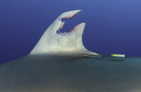 I set out to investigate where silky sharks travel − and by chance documented a shark's amazing power to regenerate its sabotaged fin