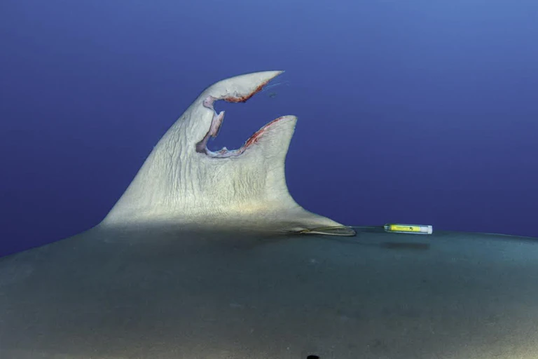 A shark fin with a large strangely shaped hole cut out of the top. The edges of the wound are bloody.