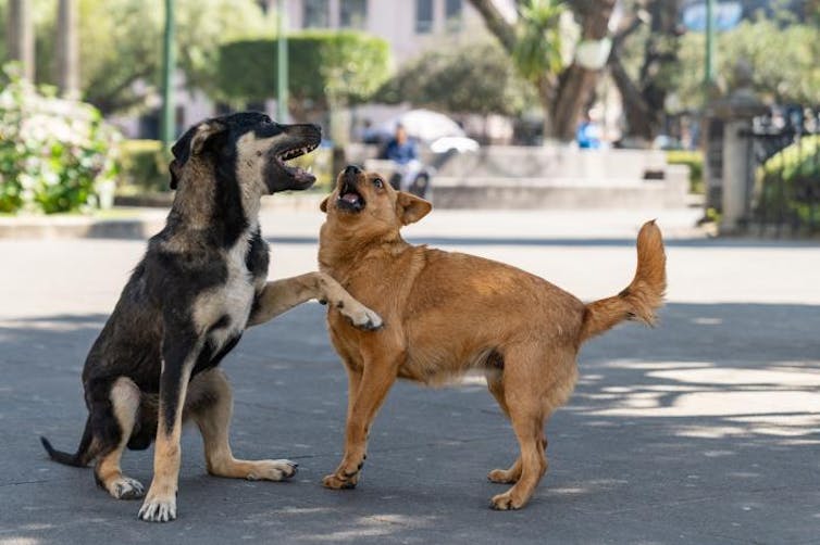 Dos perros callejeros jugando entre sí en la calle