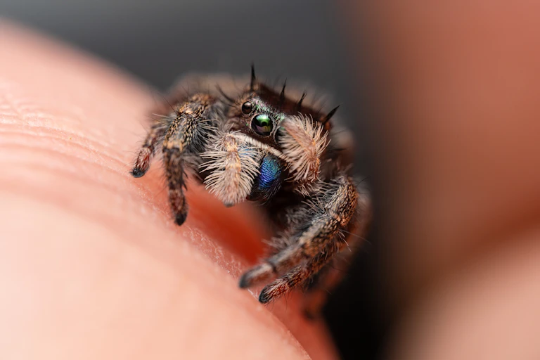 Aranha na mão humana, cobrindo o rosto timidamente