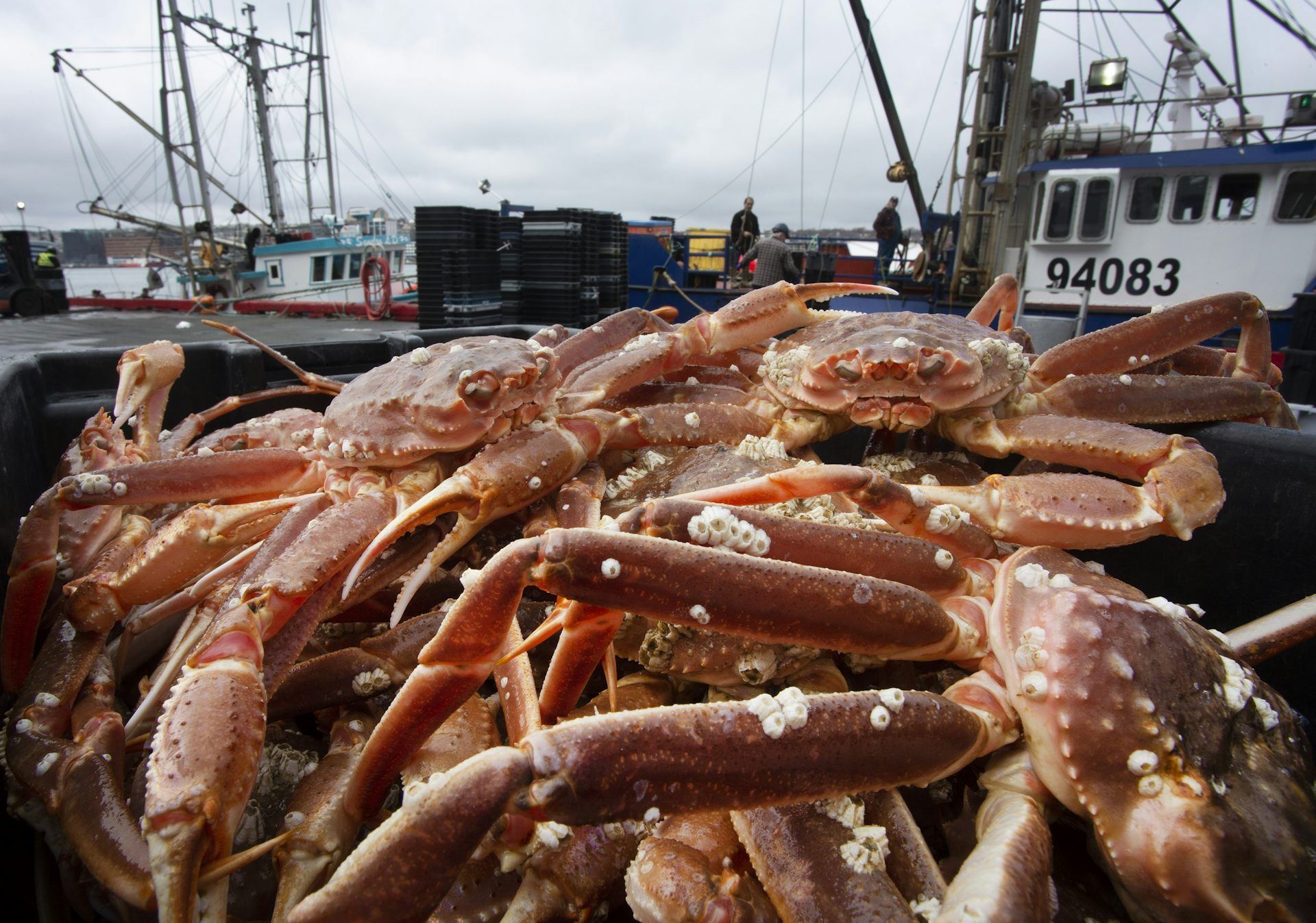 Crab piled up on a harbour dock in front of docked fishing vessels