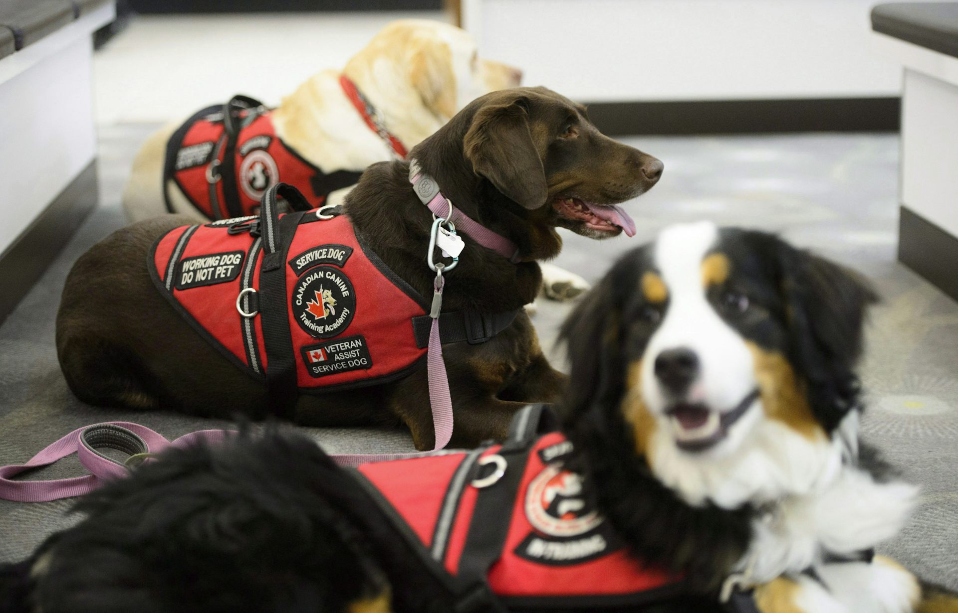 Canadian service hotsell dog vest