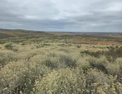 Bushy land with the bush in small patches.