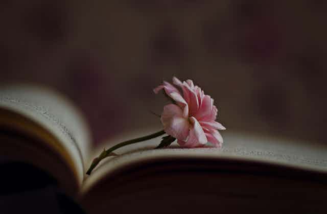 Open book with pink rose resting on one of the pages.